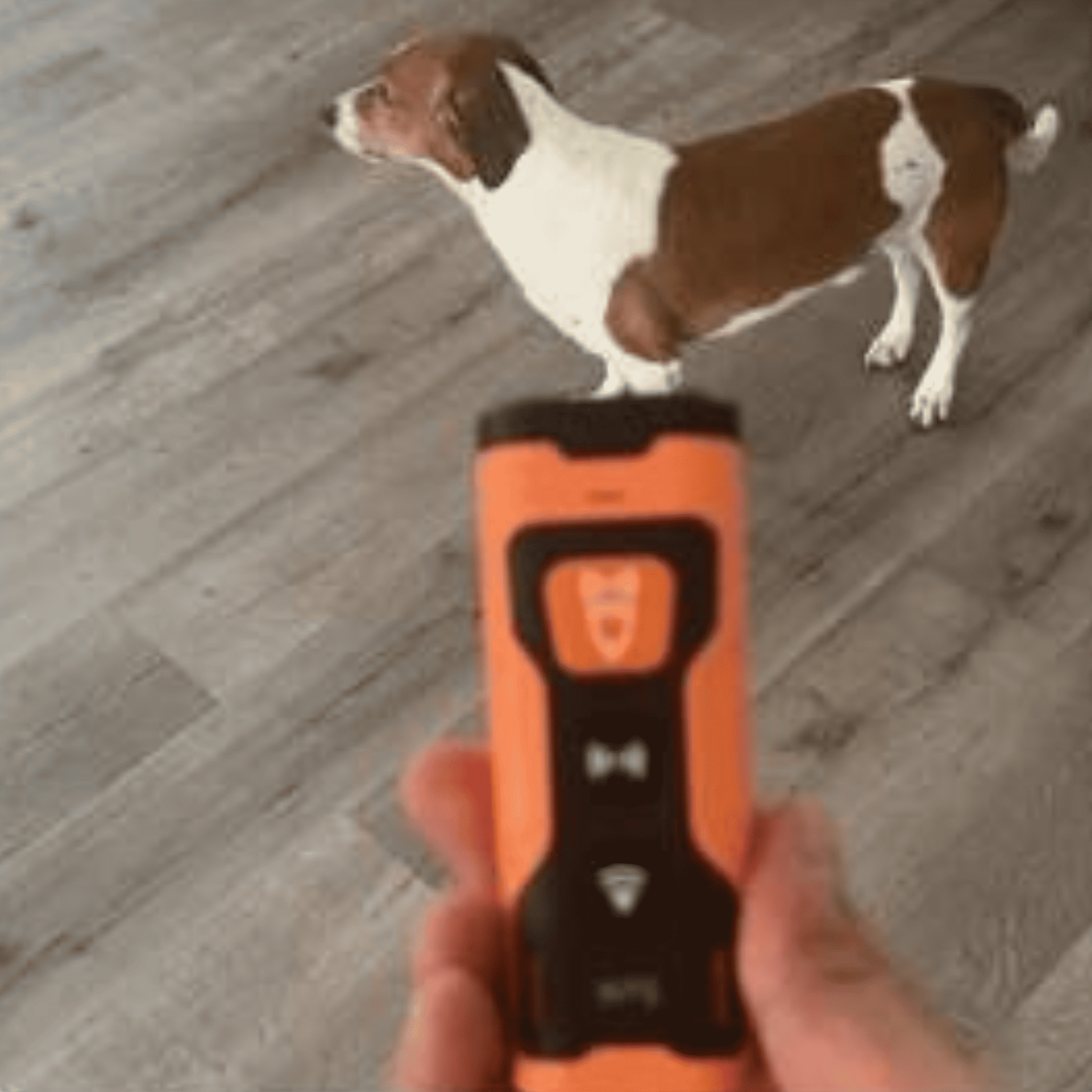 Stoppa skällandet – snabbt, enkelt och skonsamt!