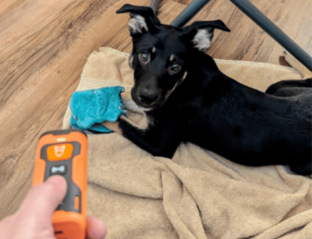 Stoppa skällandet – snabbt, enkelt och skonsamt!